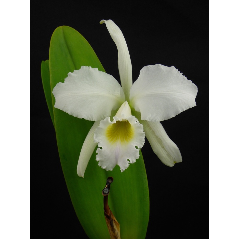 Cattleya percivaliana Christmas Cheer