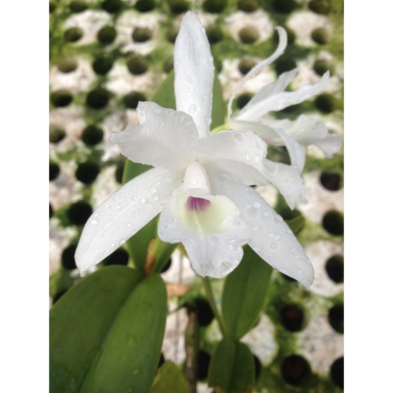 Cattleya skinneri var. alba|17 cm|Nee|Ja