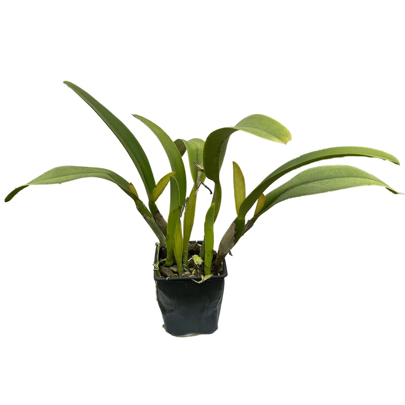 Cattleya trianae f. semialba