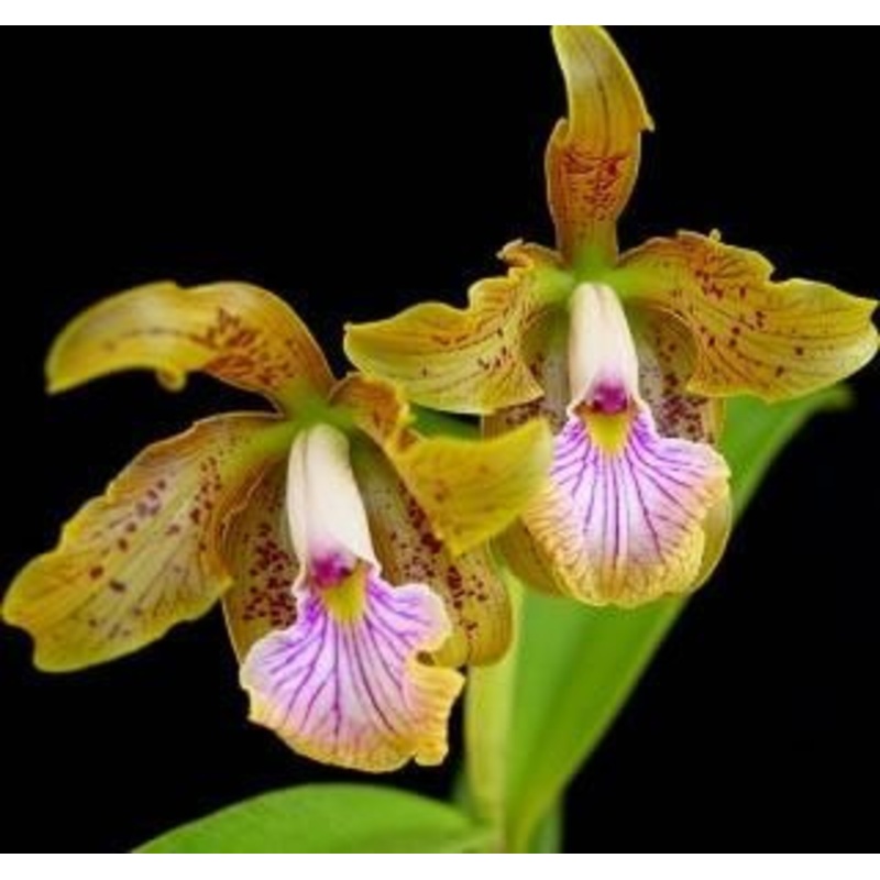 Cattleya velutina|5.5 cm|Nee|Ja