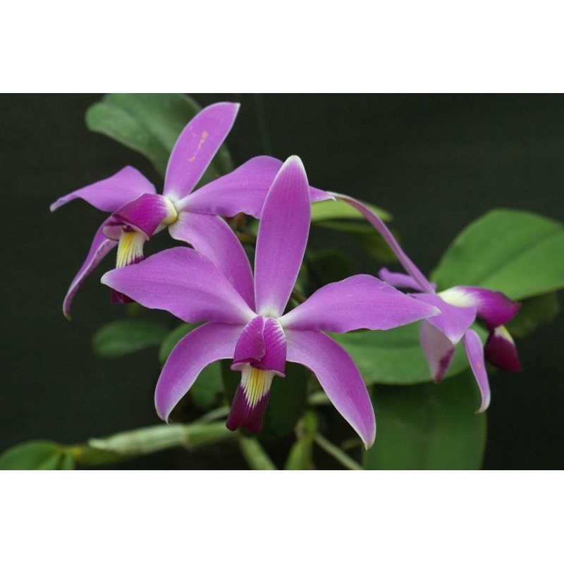 Cattleya violacea|12 cm|Nee|Ja
