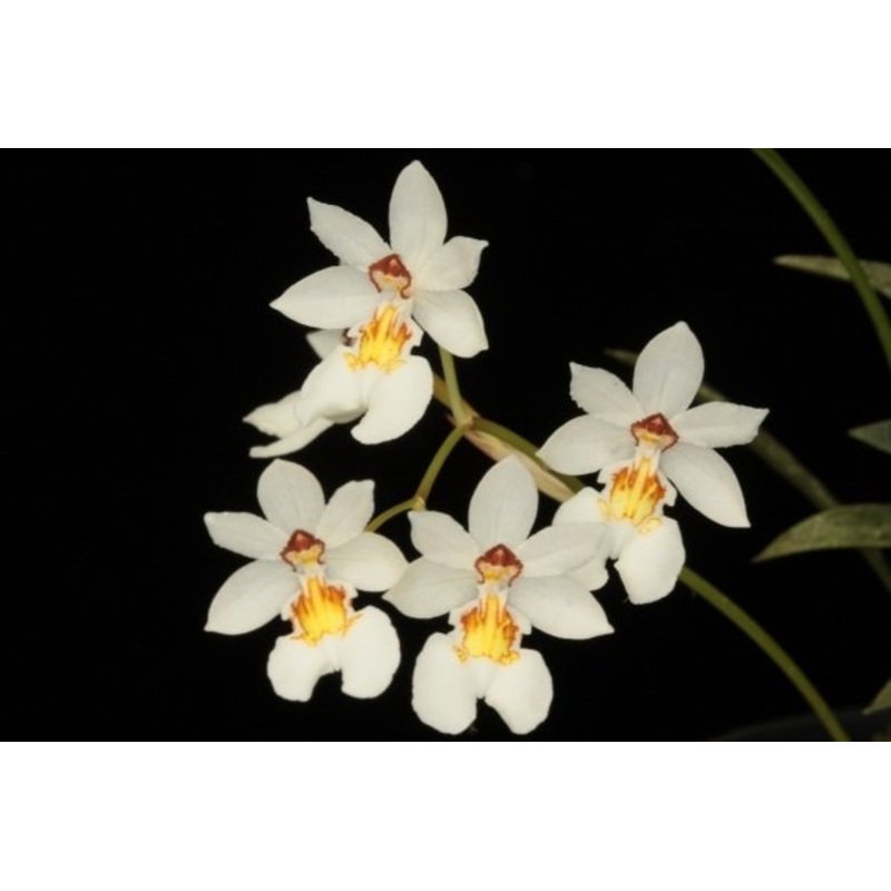 Chelonistele Maximae-Reginae|6 cm|Nee|Ja