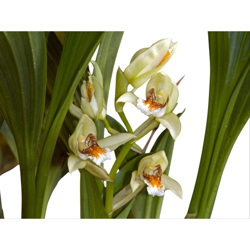 Coelogyne asperata