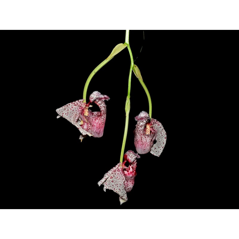 Coryanthes alborosea