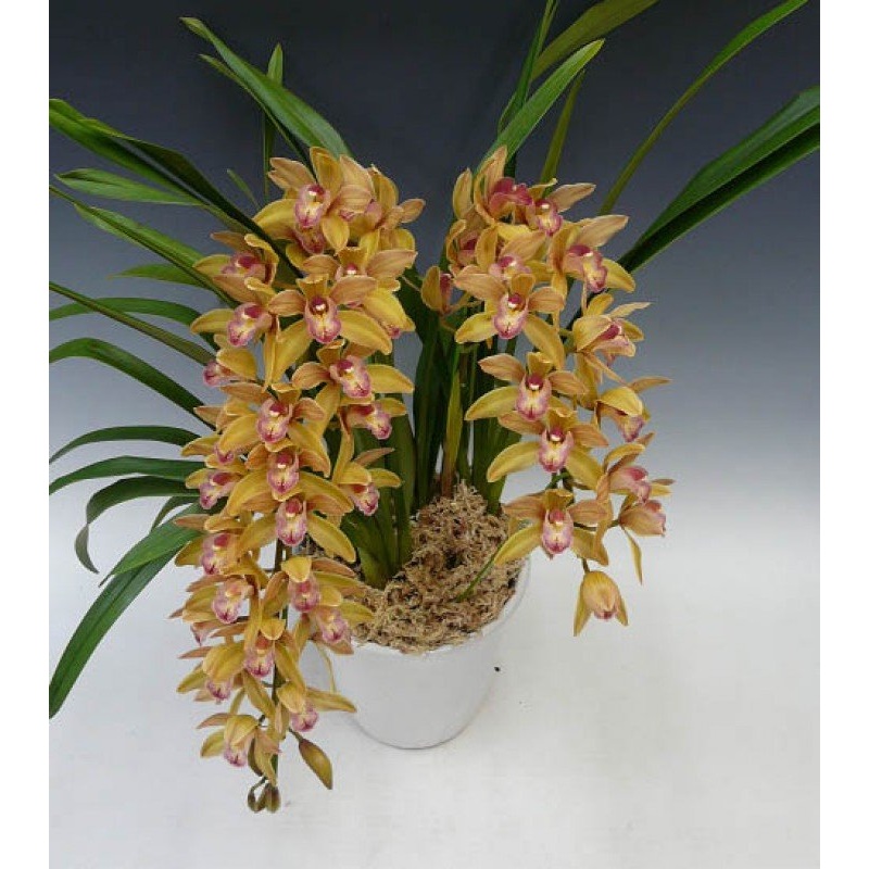 Cymbidium Joan Taylor Million Kiss