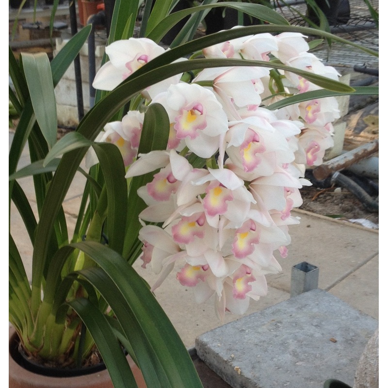Cymbidium Lovely Smile Angel Feather