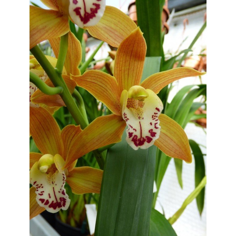 Cymbidium Orange Nymph|14 cm|Nee|Ja
