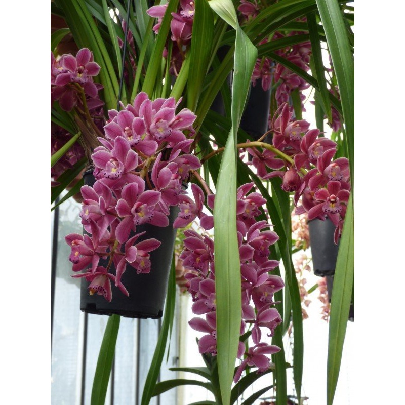 Cymbidium Ruby Sarah Gemstone|13 cm|Nee|Ja
