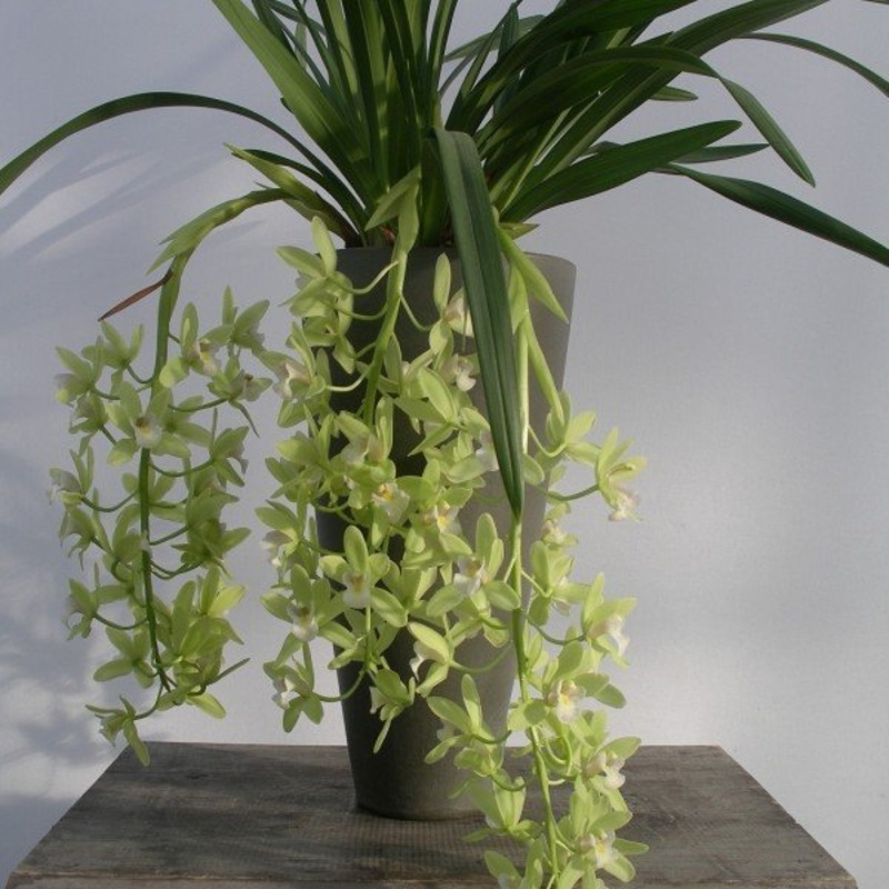 Cymbidium Sarah Jean Jennifer|13 cm|Nee|Ja