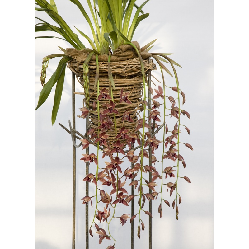 Cymbidium Zsip|12 cm|Nee|Ja