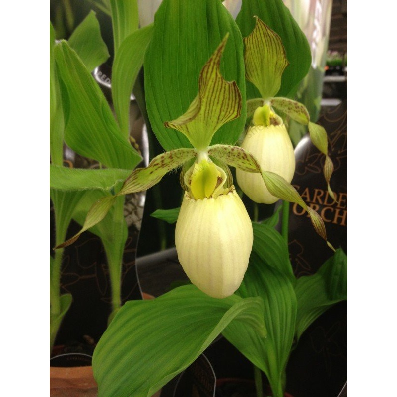 Cypripedium Kentucky Maxi|12 cm|Nee|Ja