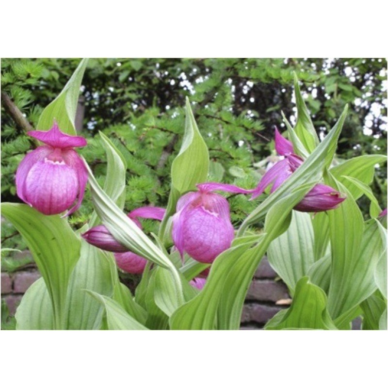 Cypripedium macranthos|10 cm|Nee|Ja