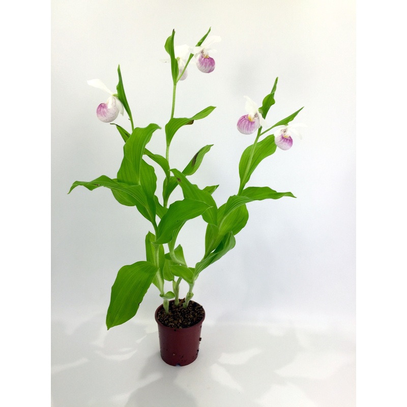 Cypripedium reginae|12 cm|Nee|Ja