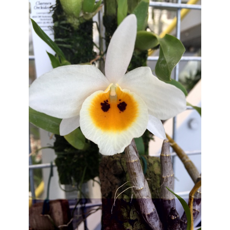Dendrobium bensoniae|6 cm|Nee|Ja