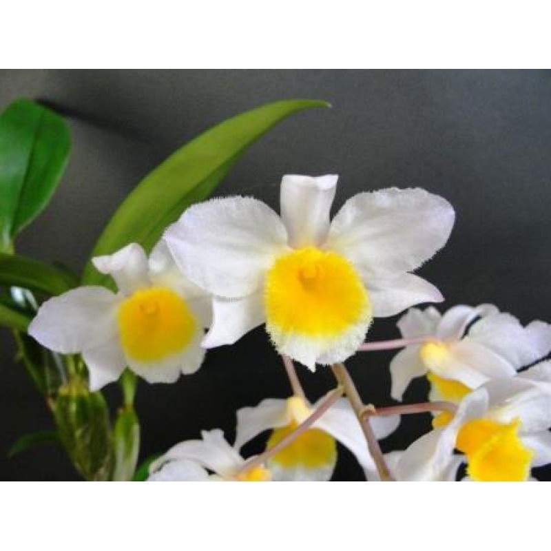 Dendrobium farmeri White|10 cm|Nee|Ja