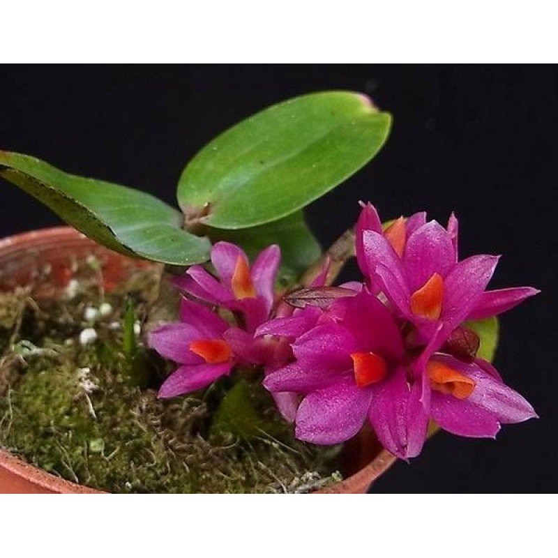 Dendrobium Hibiki Sandra`s Delight CCE/AOS (Small Plant)