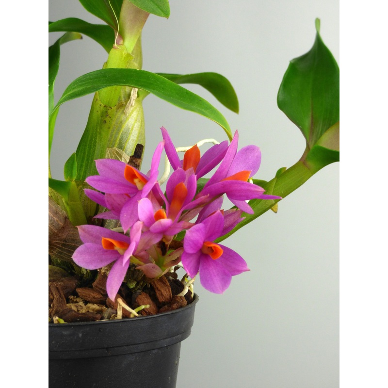 Dendrobium laevifolium Pink-Sensation