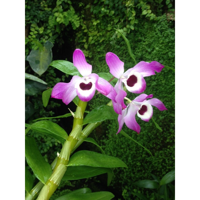Dendrobium nobile|9 cm|Nee|Ja