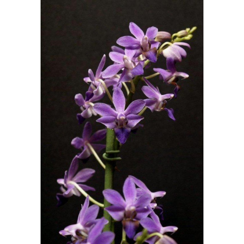 Doritaenopsis Purple Gem Aida|12 cm|Nee|Ja
