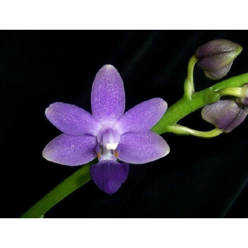 Doritaenopsis Purple Martin|9 cm|Nee|Ja