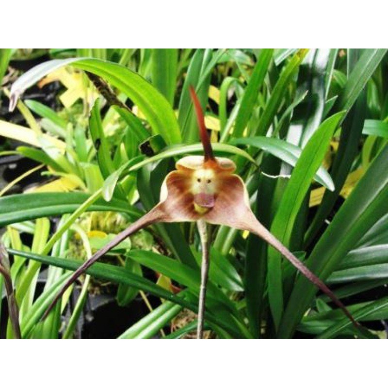 Dracula gigas (aaporchidee)|8 cm|Nee|Ja