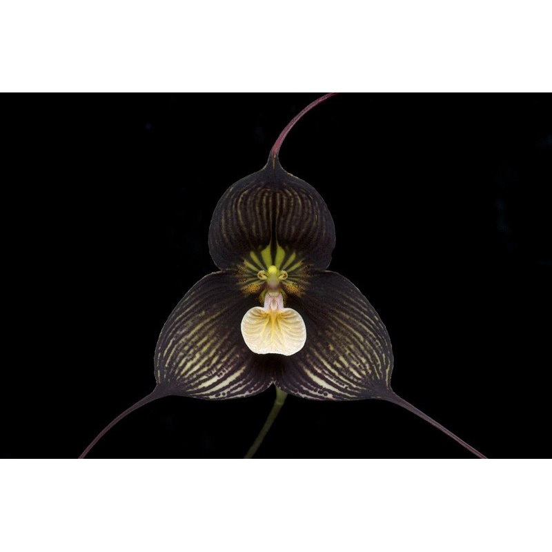 Dracula vampira (aaporchidee)|8 cm|Nee|Ja