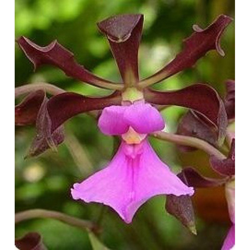 Encyclia cordigera XXL Big Plant