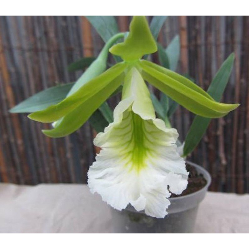 Encyclia mariae x citrina|3.5 cm|Nee|Ja