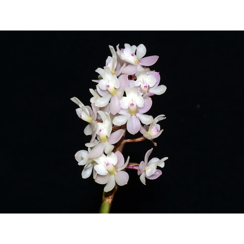 Epidendrum Mayra