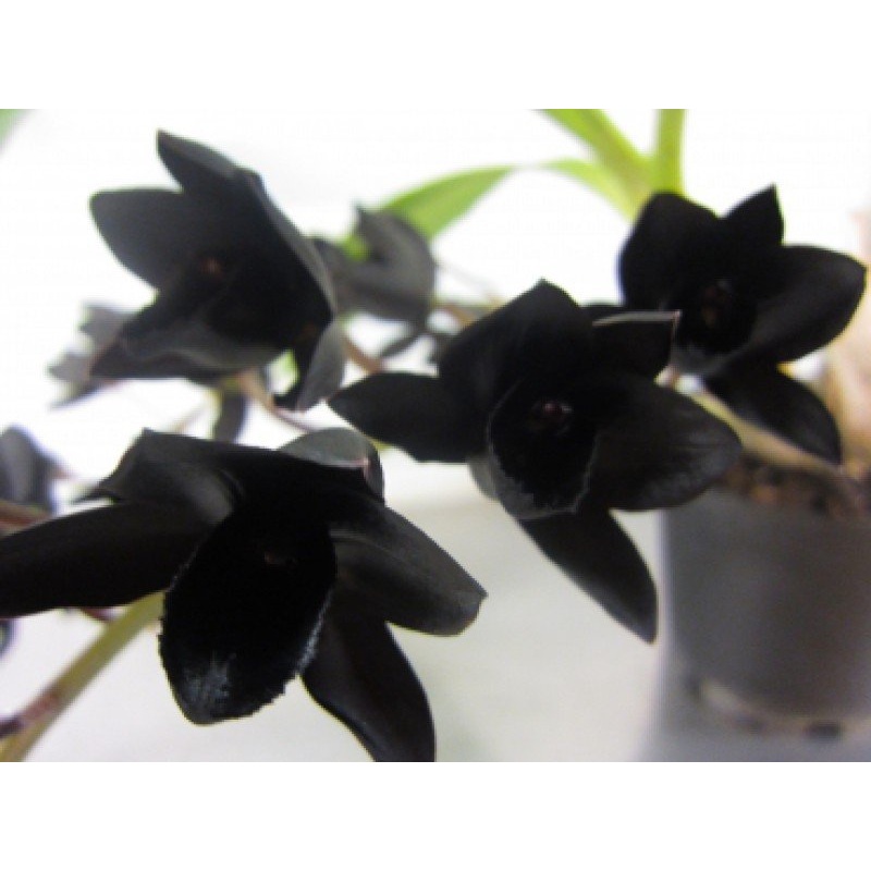 Fredclarkeara After Dark SVO Black Pearl FCC/AOS Big