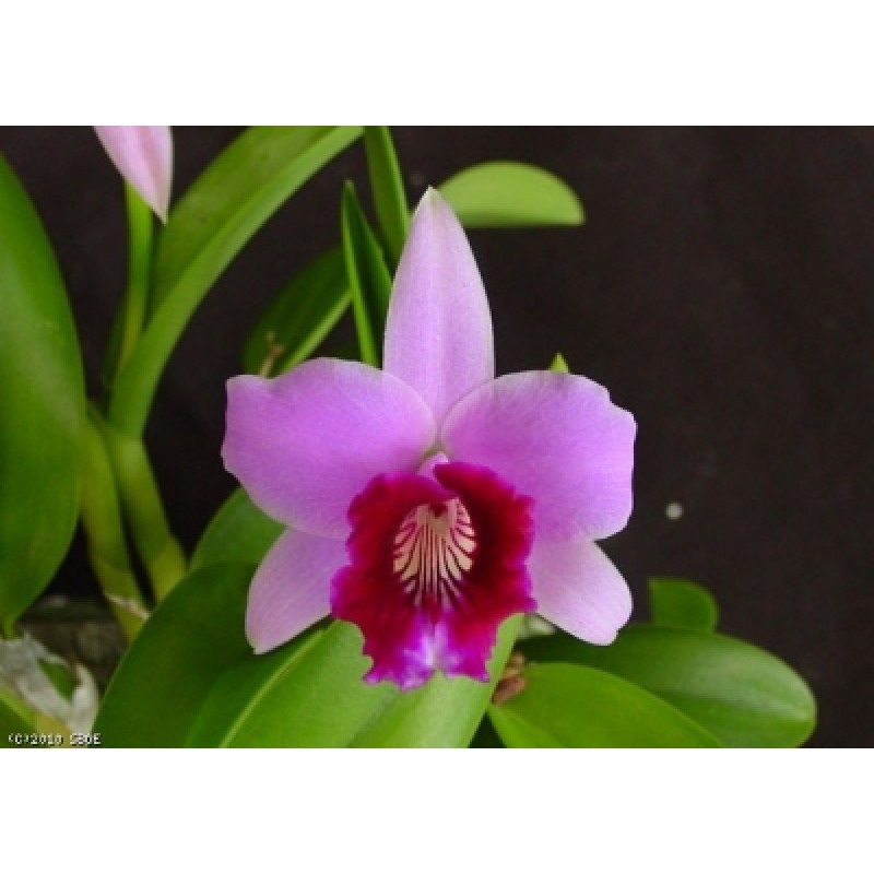 Laelia dayana|9 cm|Nee|Ja