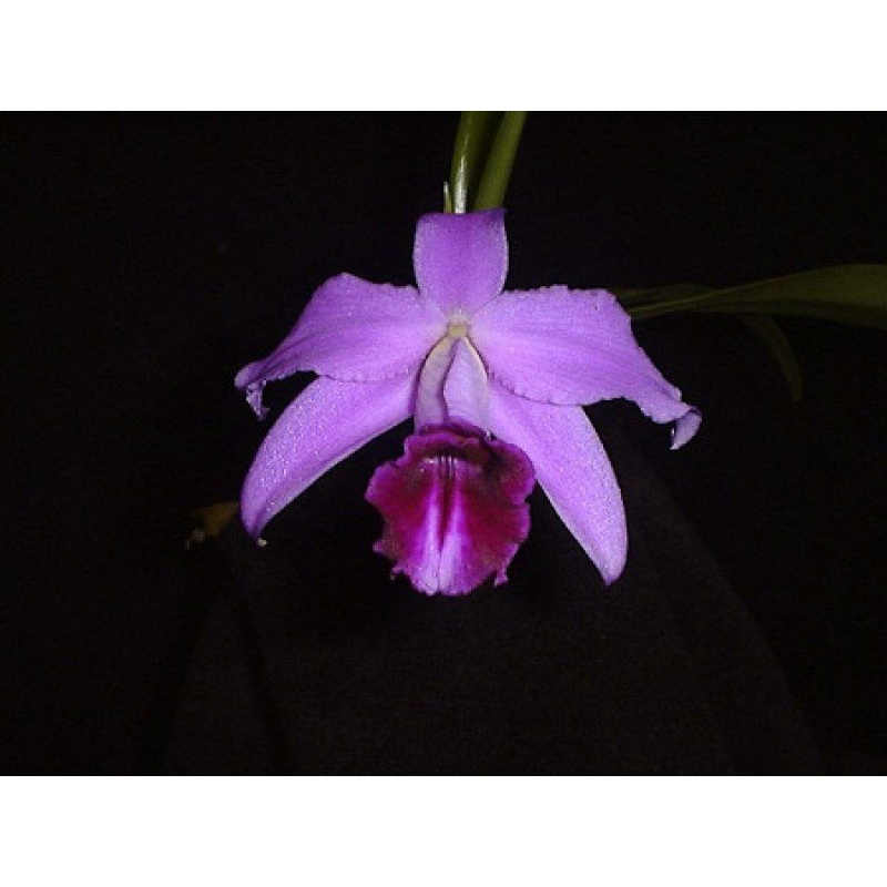 Laelia pumila Tipo 4N Big Plant