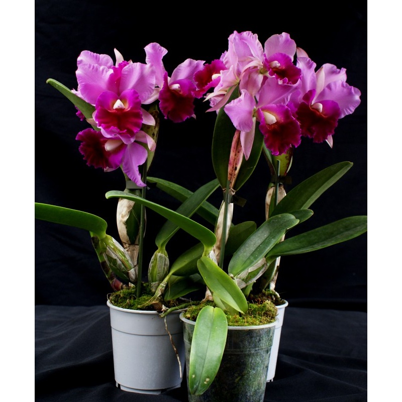 Laeliocattleya Supersonic Striking Lip