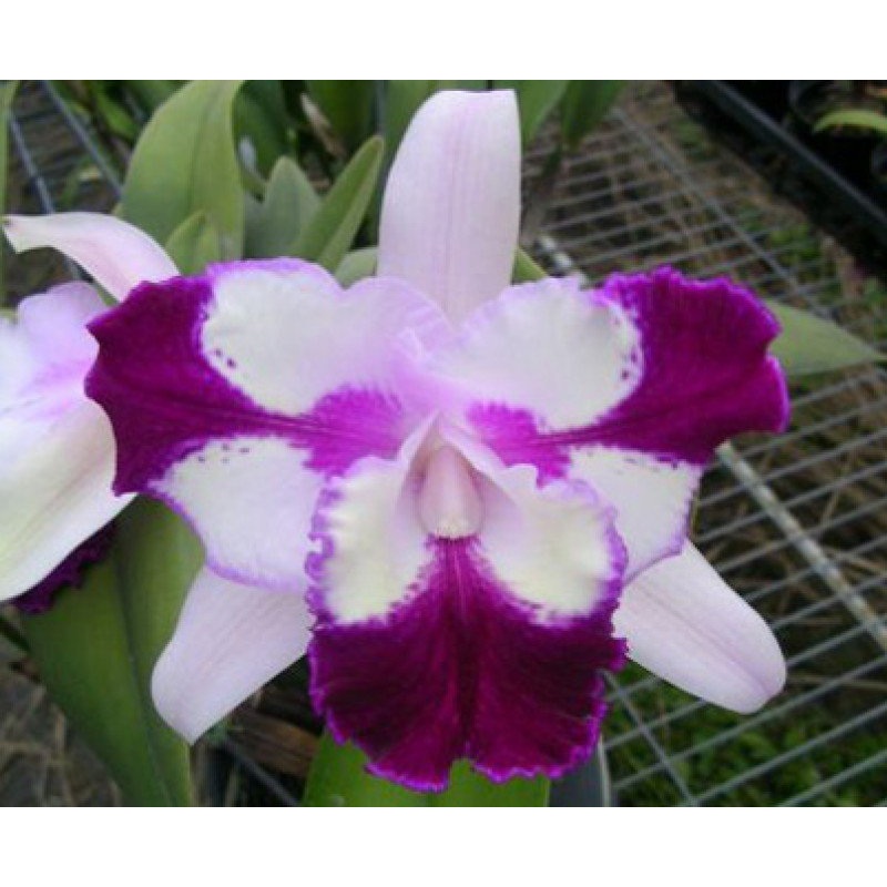 Laeliocattleya Taiwan Beauty CM#1