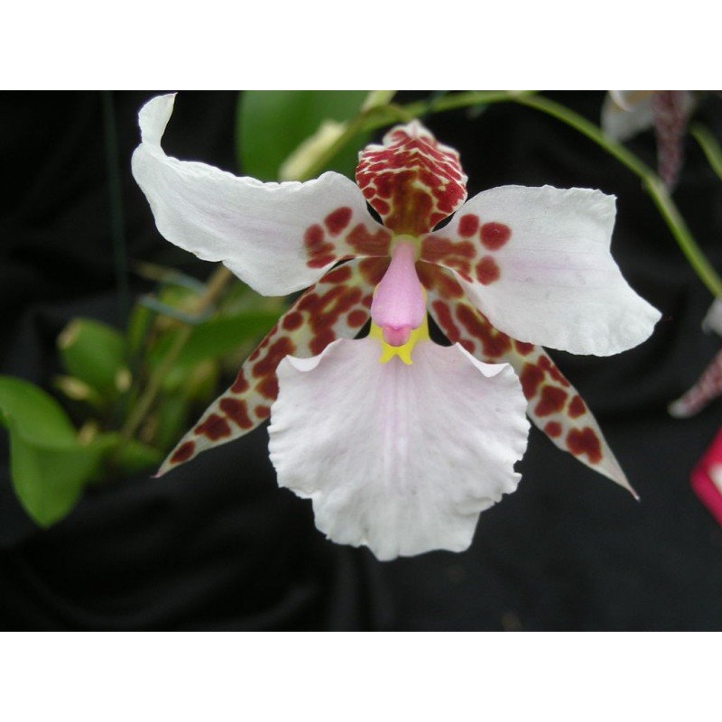 Lemboglossum rossii|8 cm|Nee|Ja