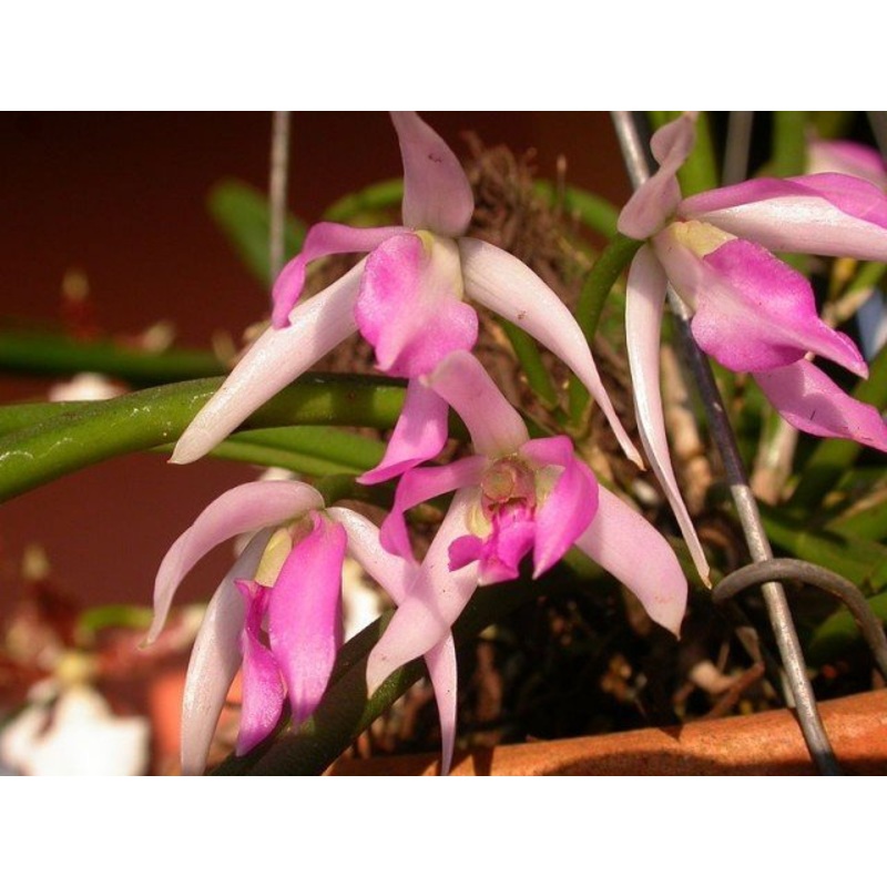 Leptotes pohlitinocoi|Nee|Ja