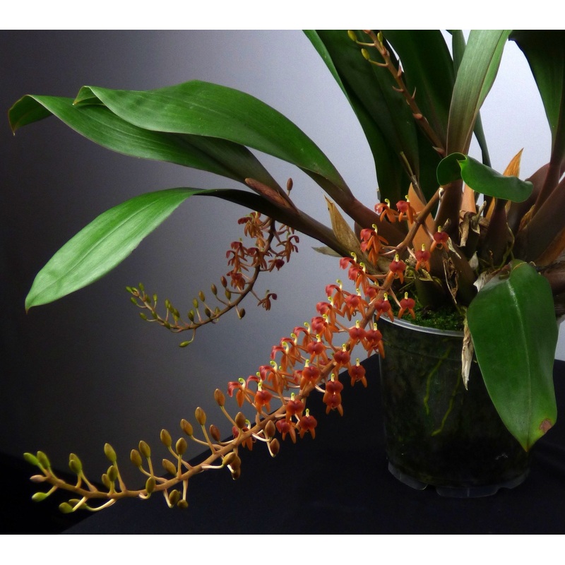Liparis latifolia|Nee|Ja
