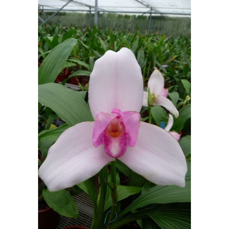 Lycaste skinneri Big|15 cm|Nee|Ja