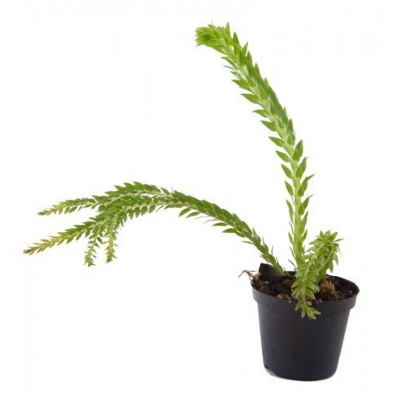 Lycopodium phlegmarioides|8 cm
