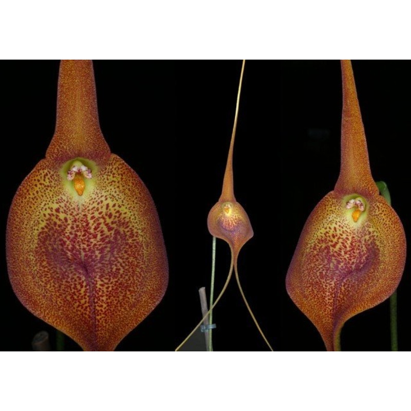 Masdevallia ayabacana|8 cm|Nee|Ja