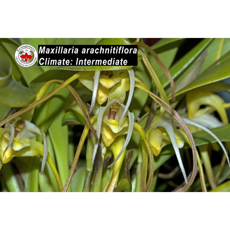Maxillaria arachnitiflora