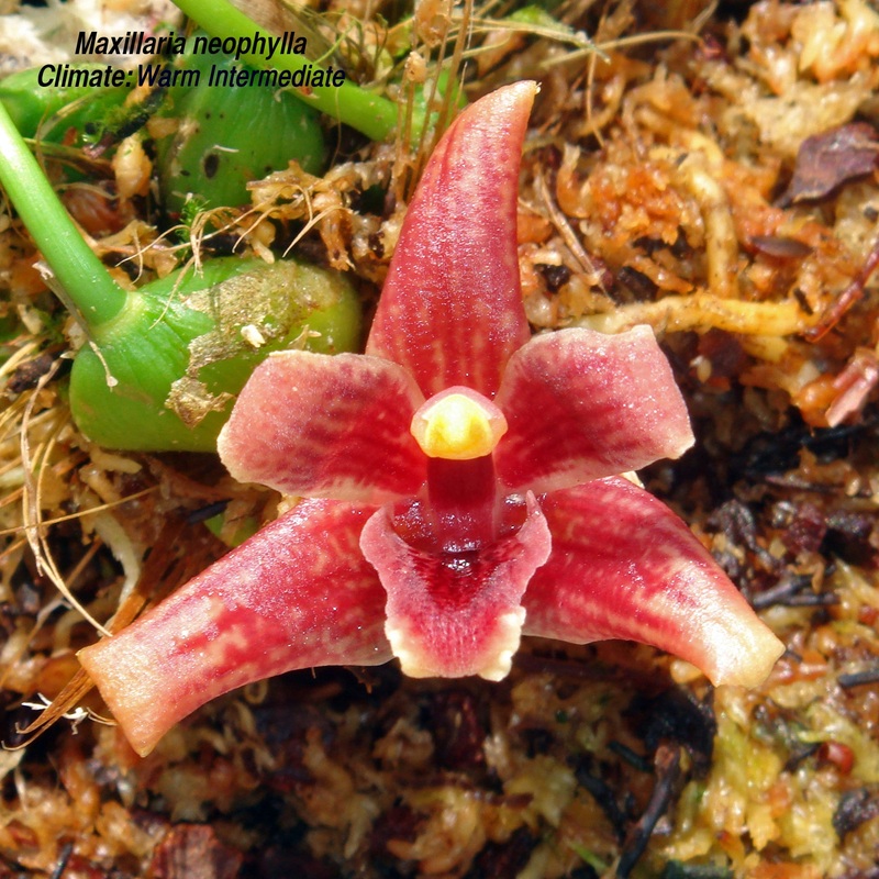 Maxillaria neophylla