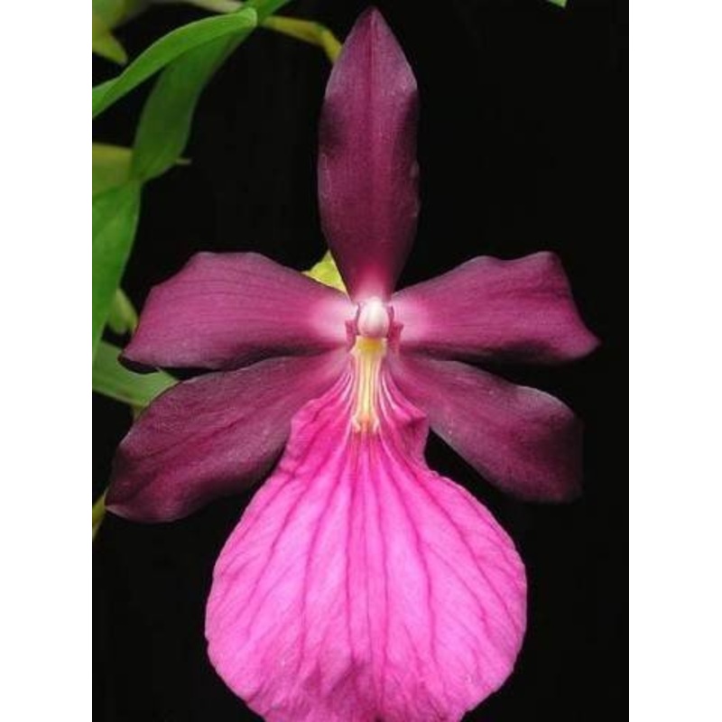 Miltonia spectabilis moreliana