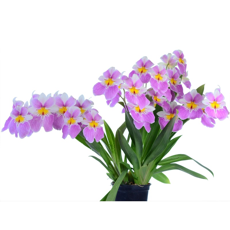 Miltoniopsis Guidos Dream