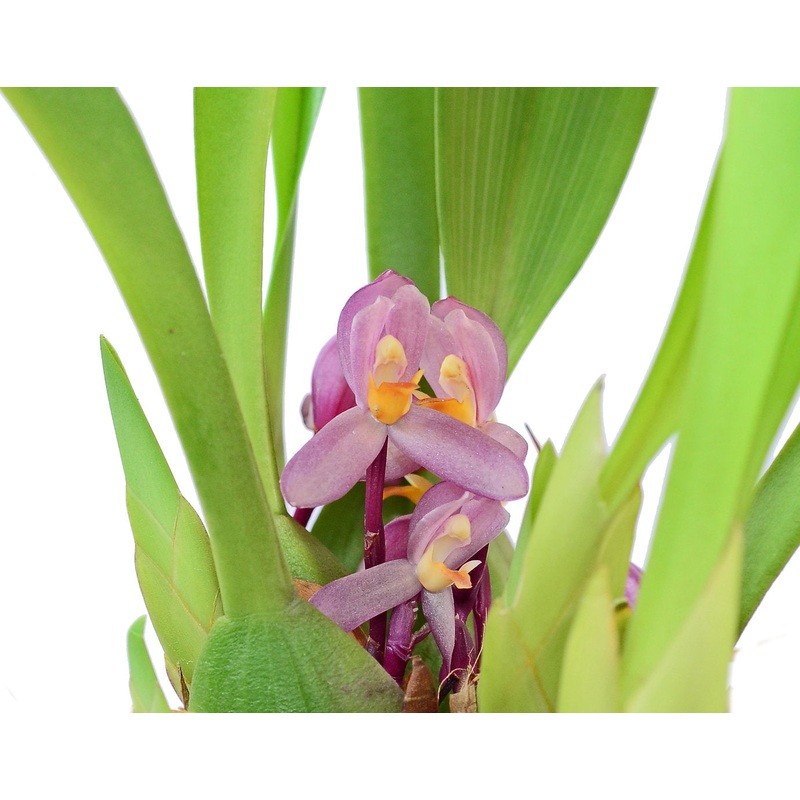 Mormolyca richii