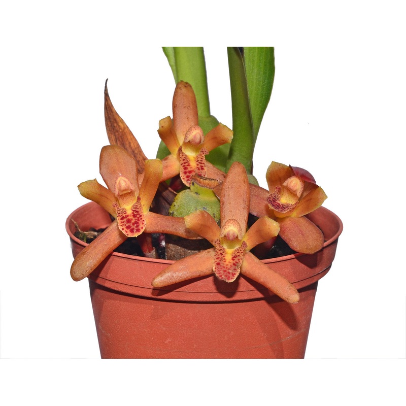 Mormolyca rufescens