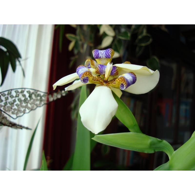Neomarica gracilis|15 cm|Nee|Ja