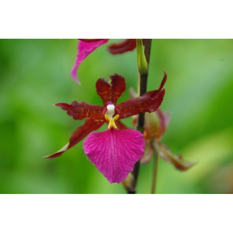 Odontoglossum bictoniense|8 cm|Nee|Ja