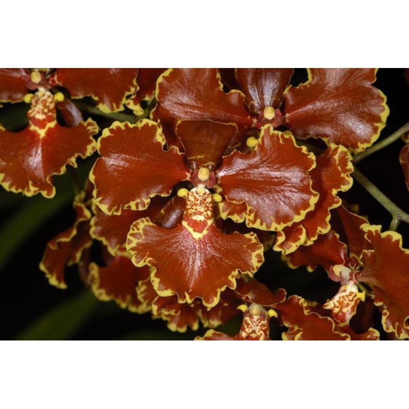 Oncidium forbesii|6 cm|Nee|Ja