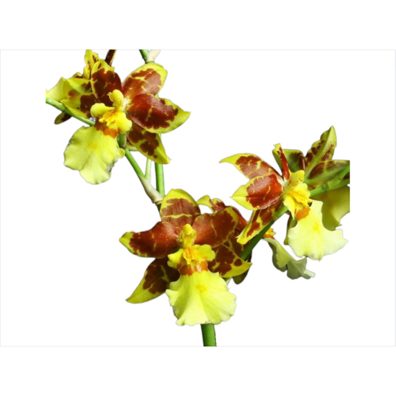 Oncidium sphacelatum